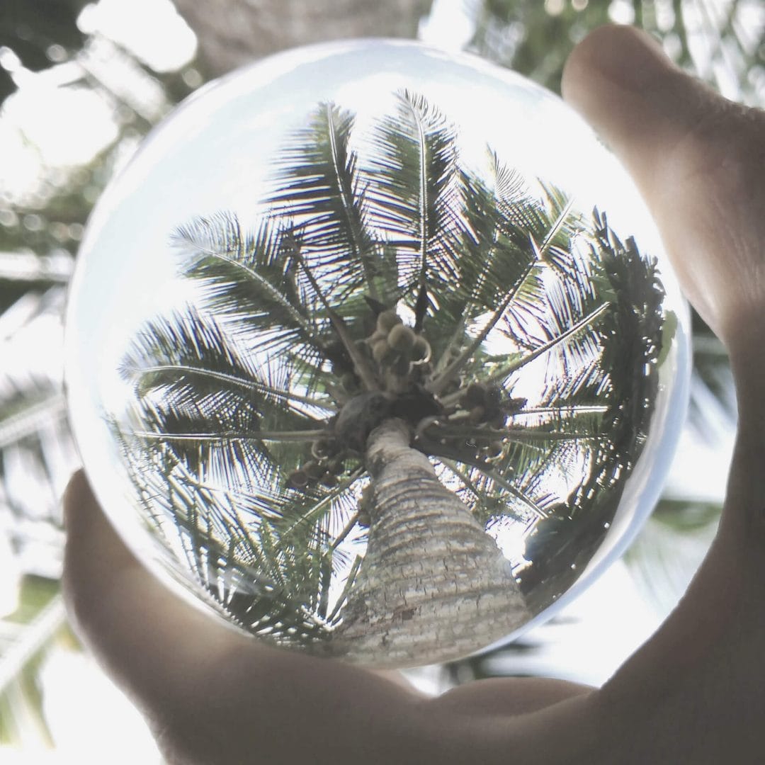 SEO predictions in 2020: Crystal ball with a palm tree in it.